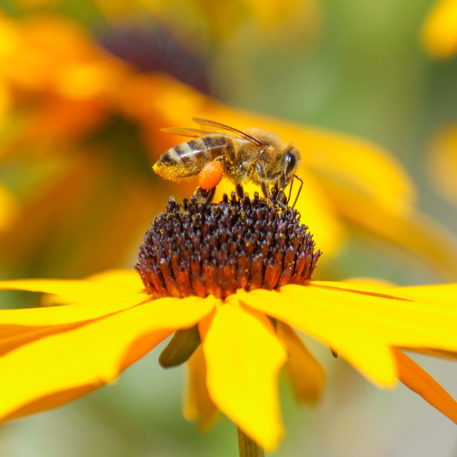 Memory Gartentiere Bilder