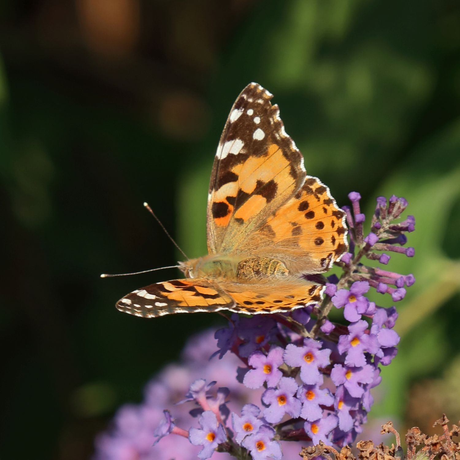 Memory Gartentiere Bilder