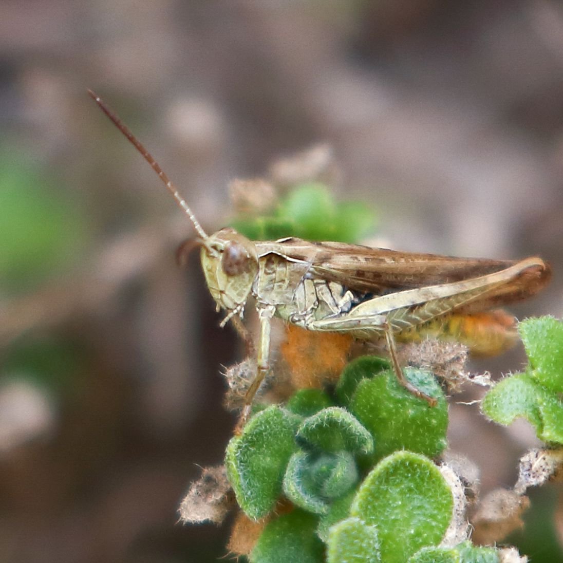 Memory Gartentiere Bilder