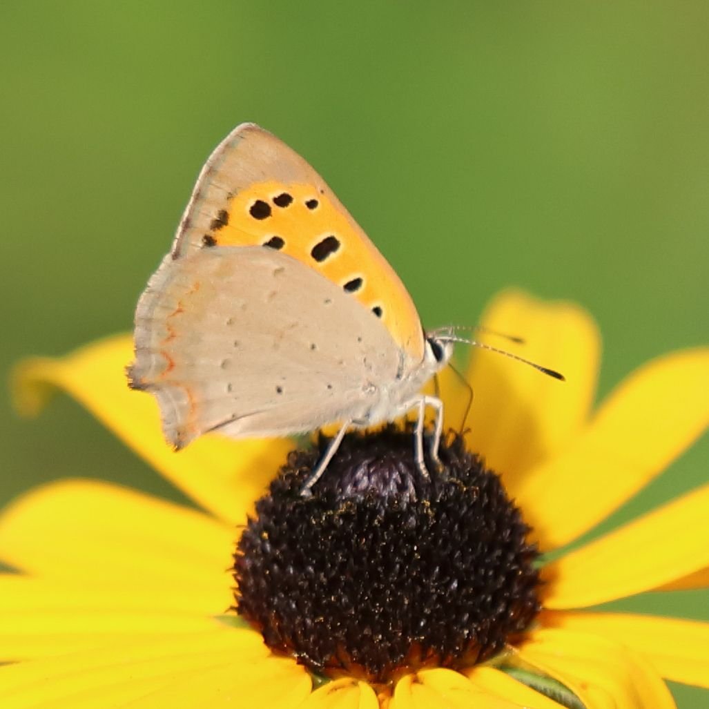 Memory Gartentiere Bilder