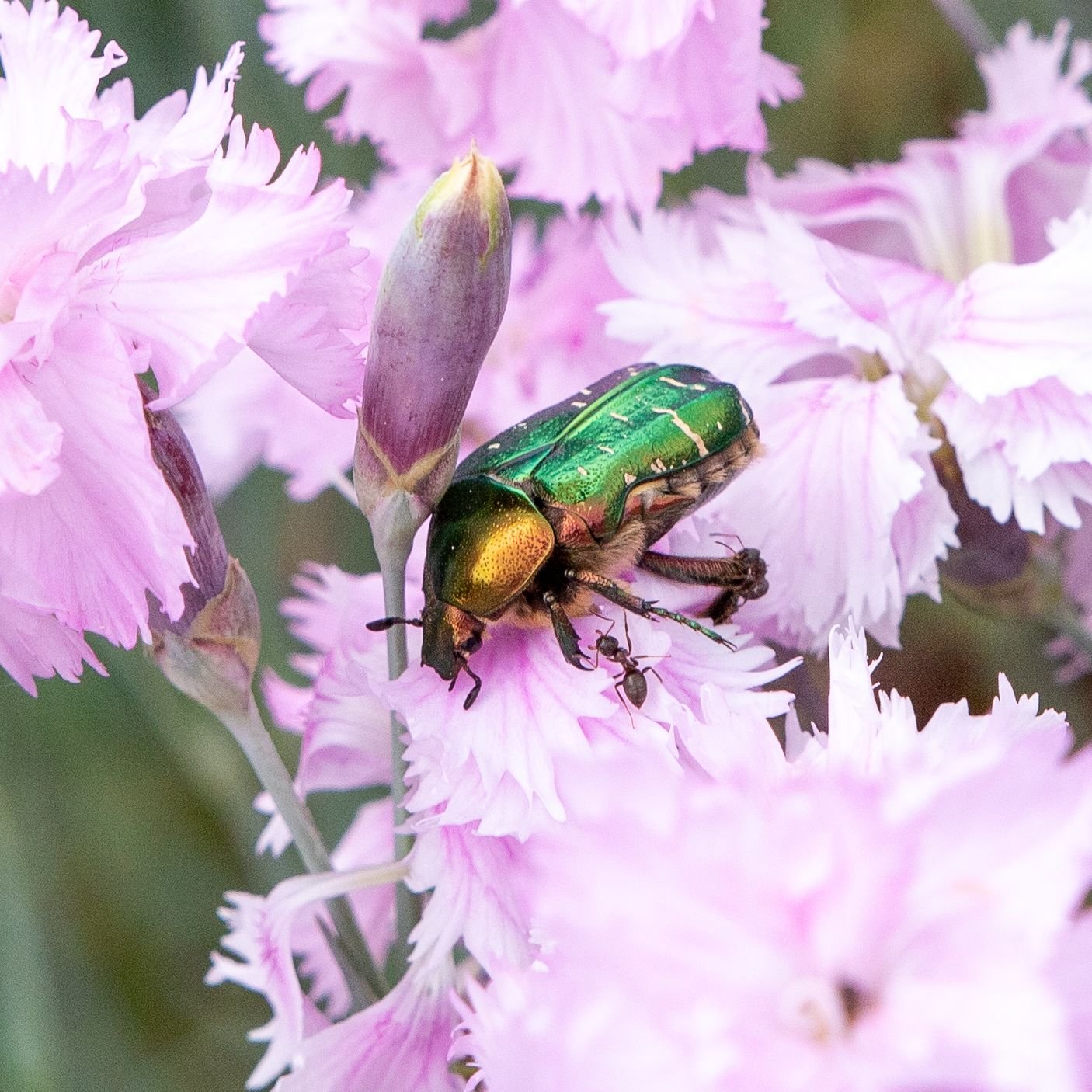 Memory Gartentiere Bilder
