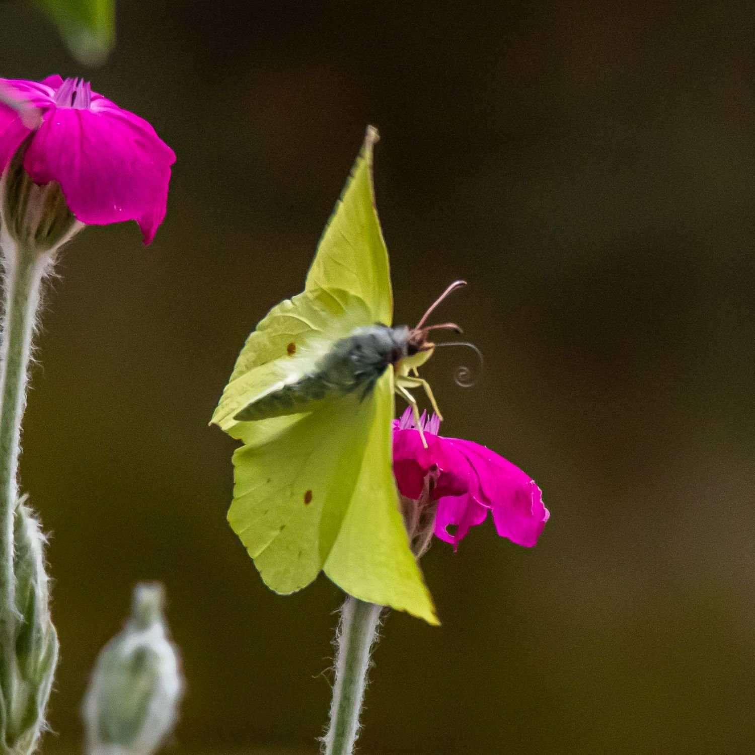 Memory Gartentiere Bilder