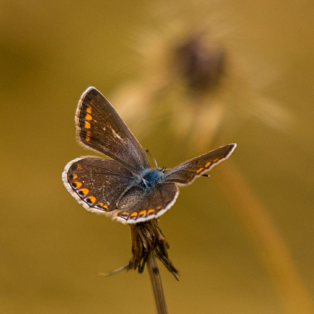 Memory Gartentiere Bilder