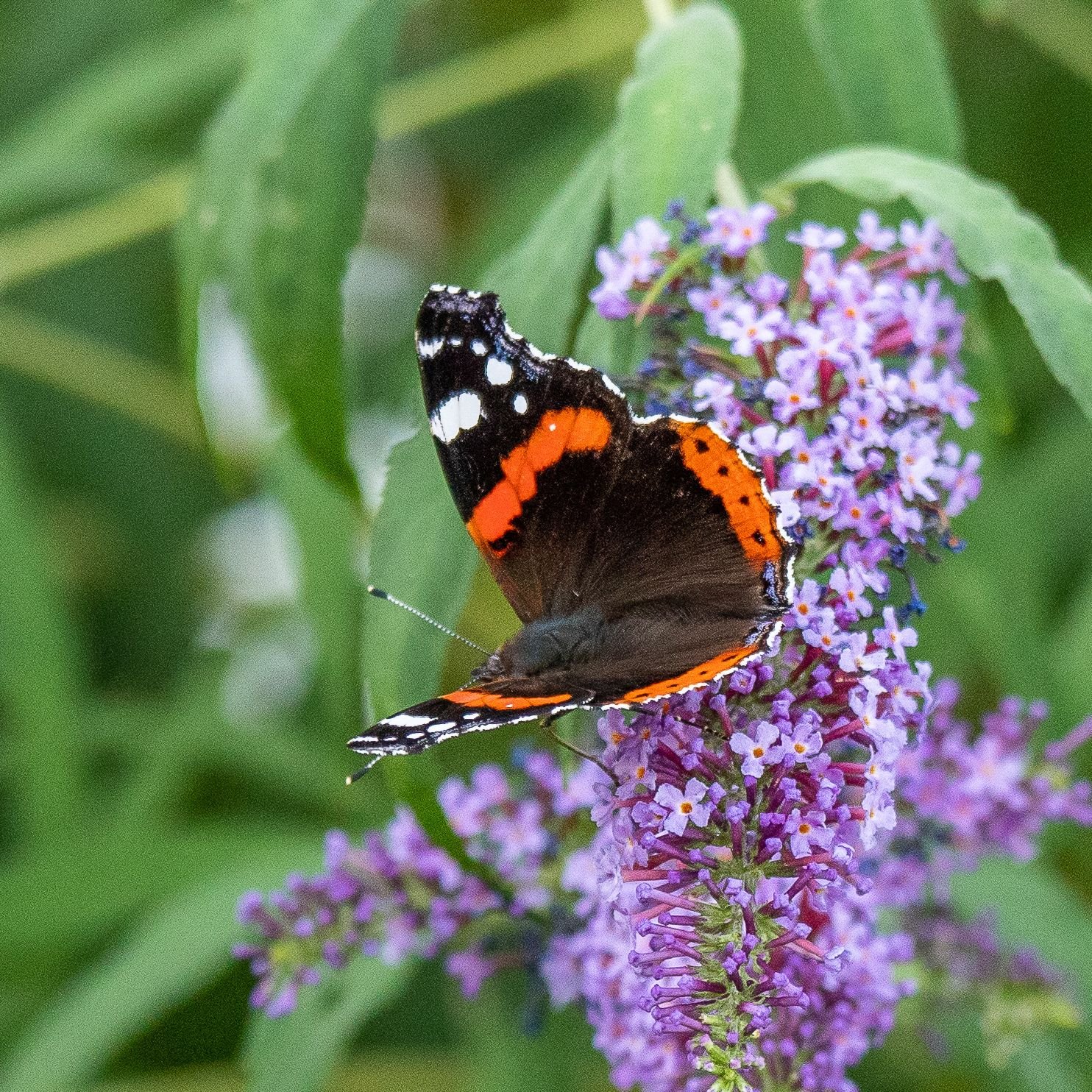 Memory Gartentiere Bilder