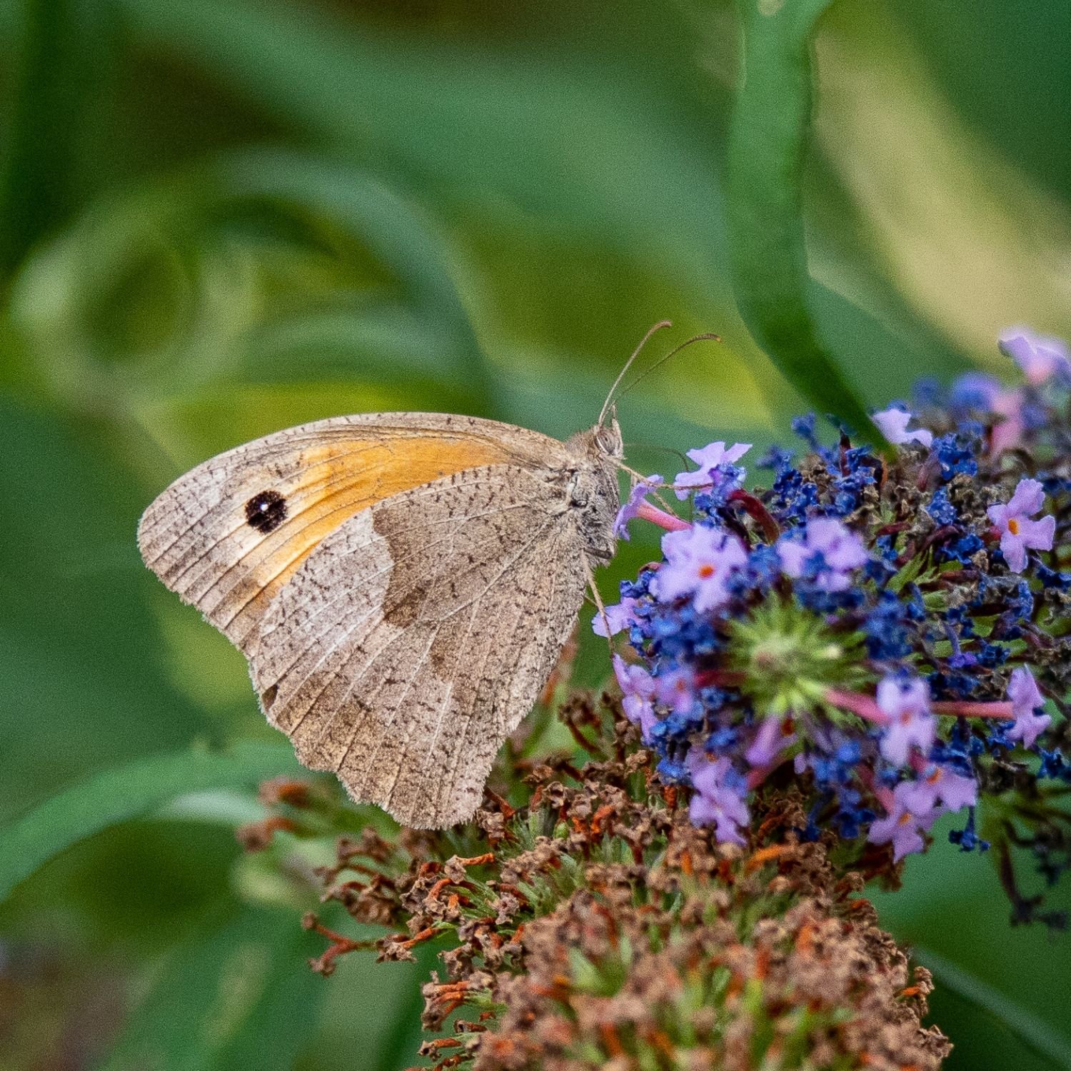 Memory Gartentiere Bilder
