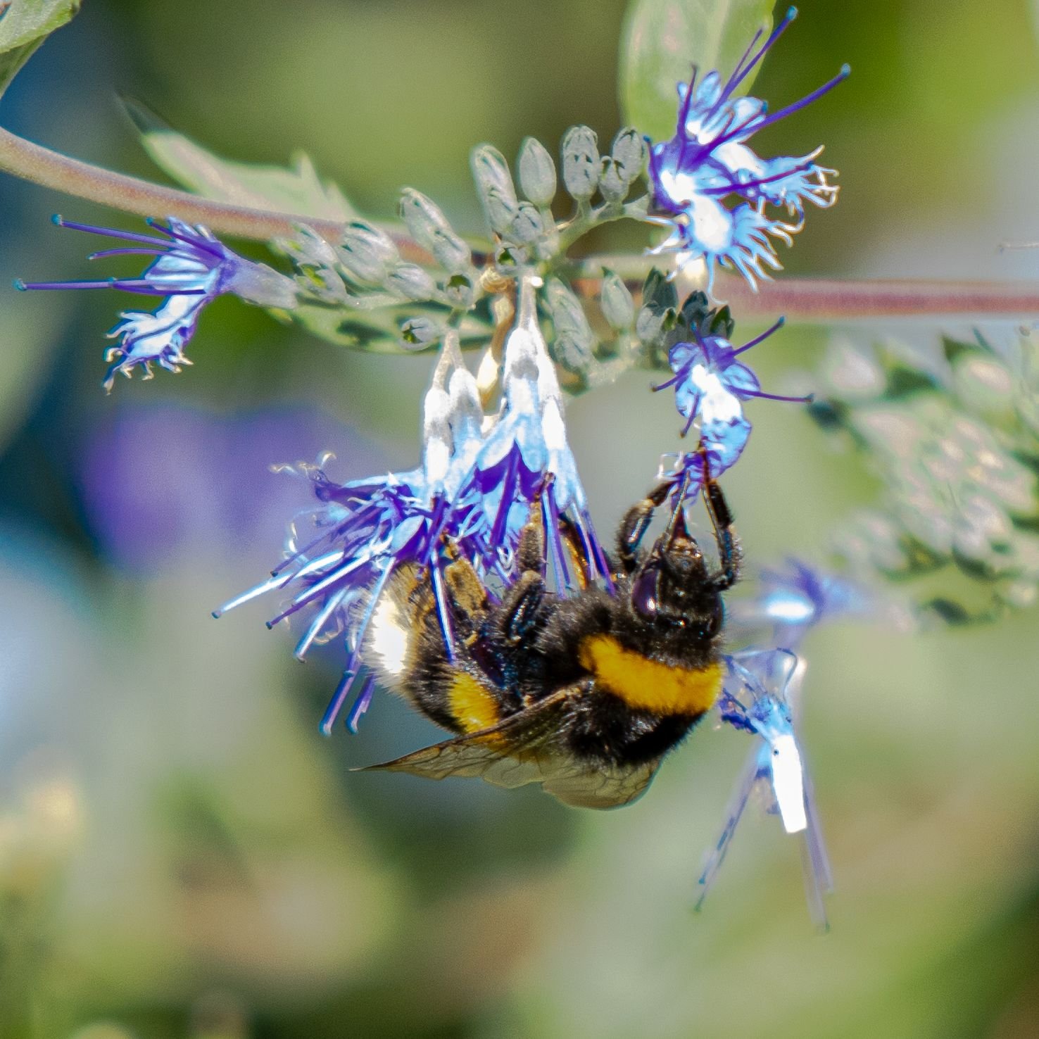 Memory Gartentiere Bilder
