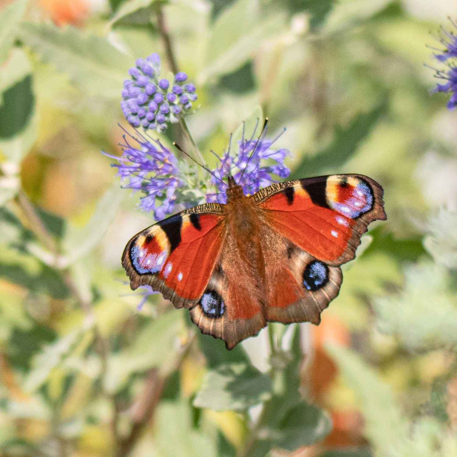 Memory Gartentiere Bilder