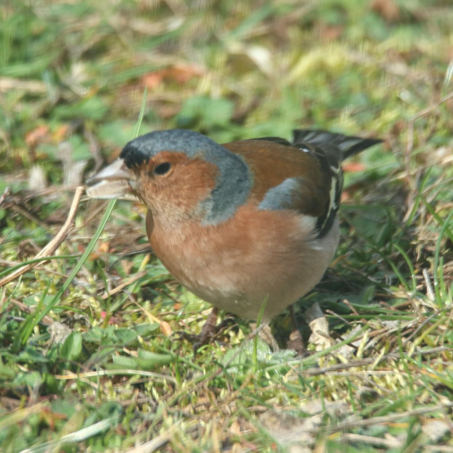 Memory Gartentiere Bilder