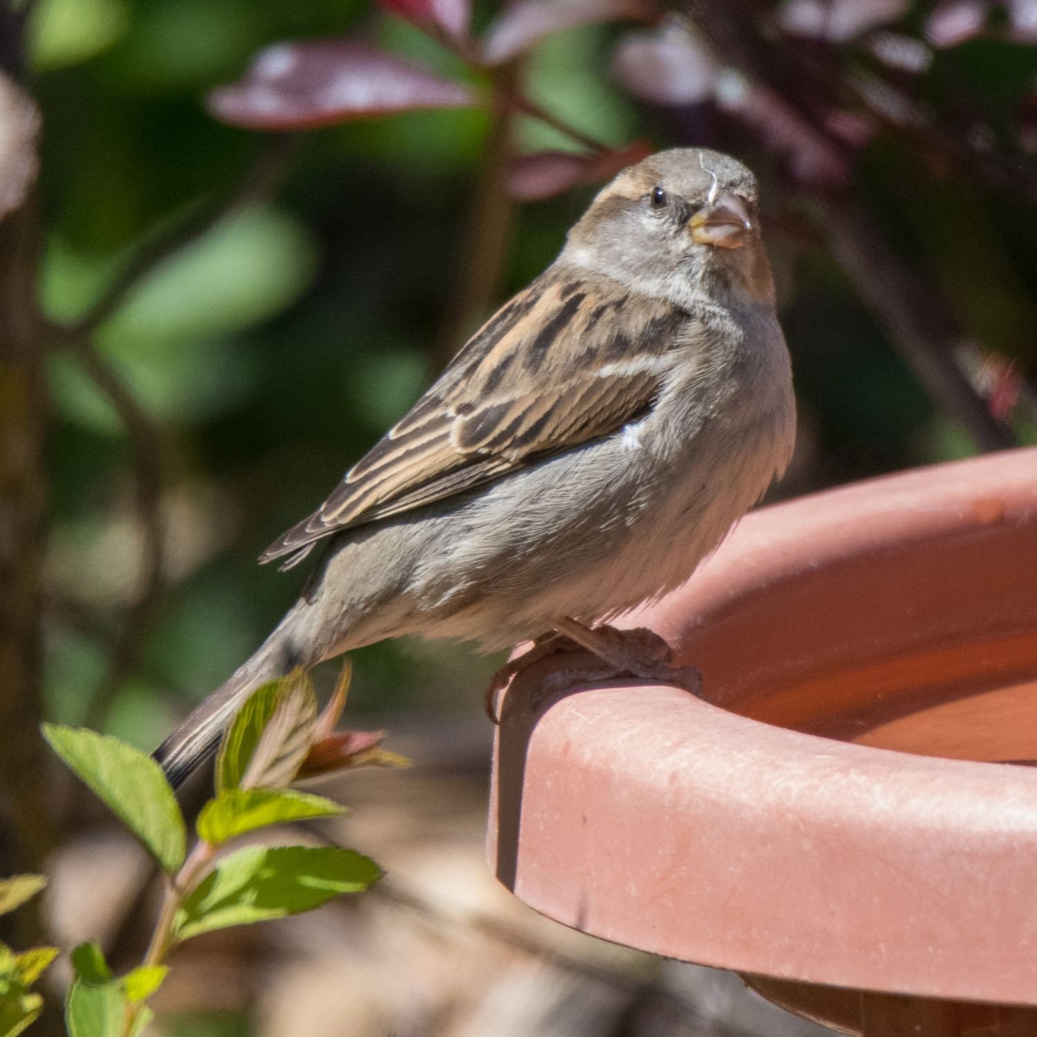 Memory Gartentiere Bilder